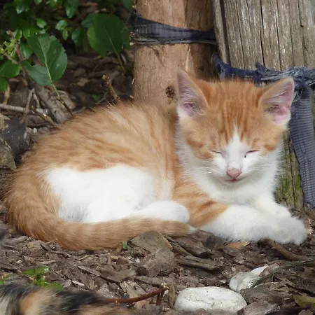 Goelsenhof - Fam. Buechinger Vakantieboerderij