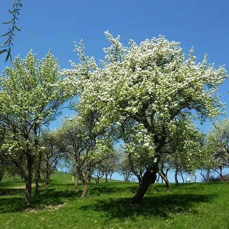Vakantieboerderij Goelsenhof - Fam. Buechinger *