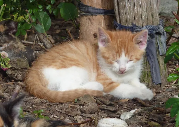 Gölsenhof - Fam. Büchinger Agroturismo