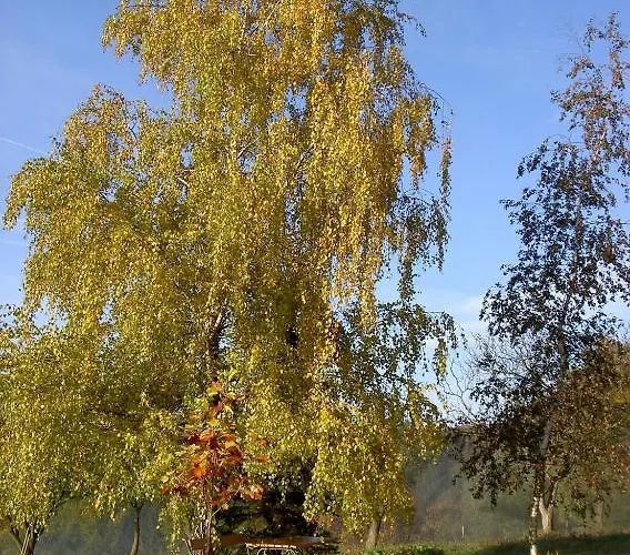Agroturismo Gölsenhof - Fam. Büchinger *