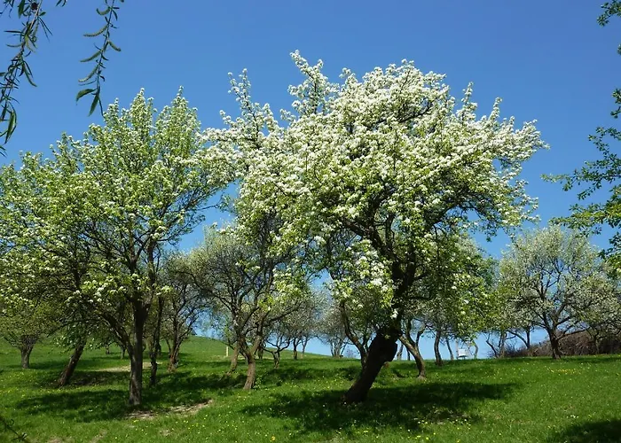 Agroturismo Gölsenhof - Fam. Büchinger *